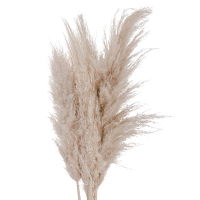 Tall Cream Pampas Grass Stem